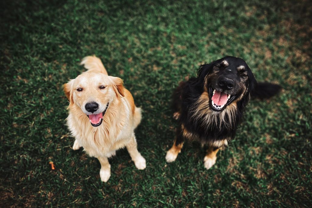 ¡Más protección para los animales! Colombia refuerza penas contra el maltrato y actualiza el Estatuto Nacional.